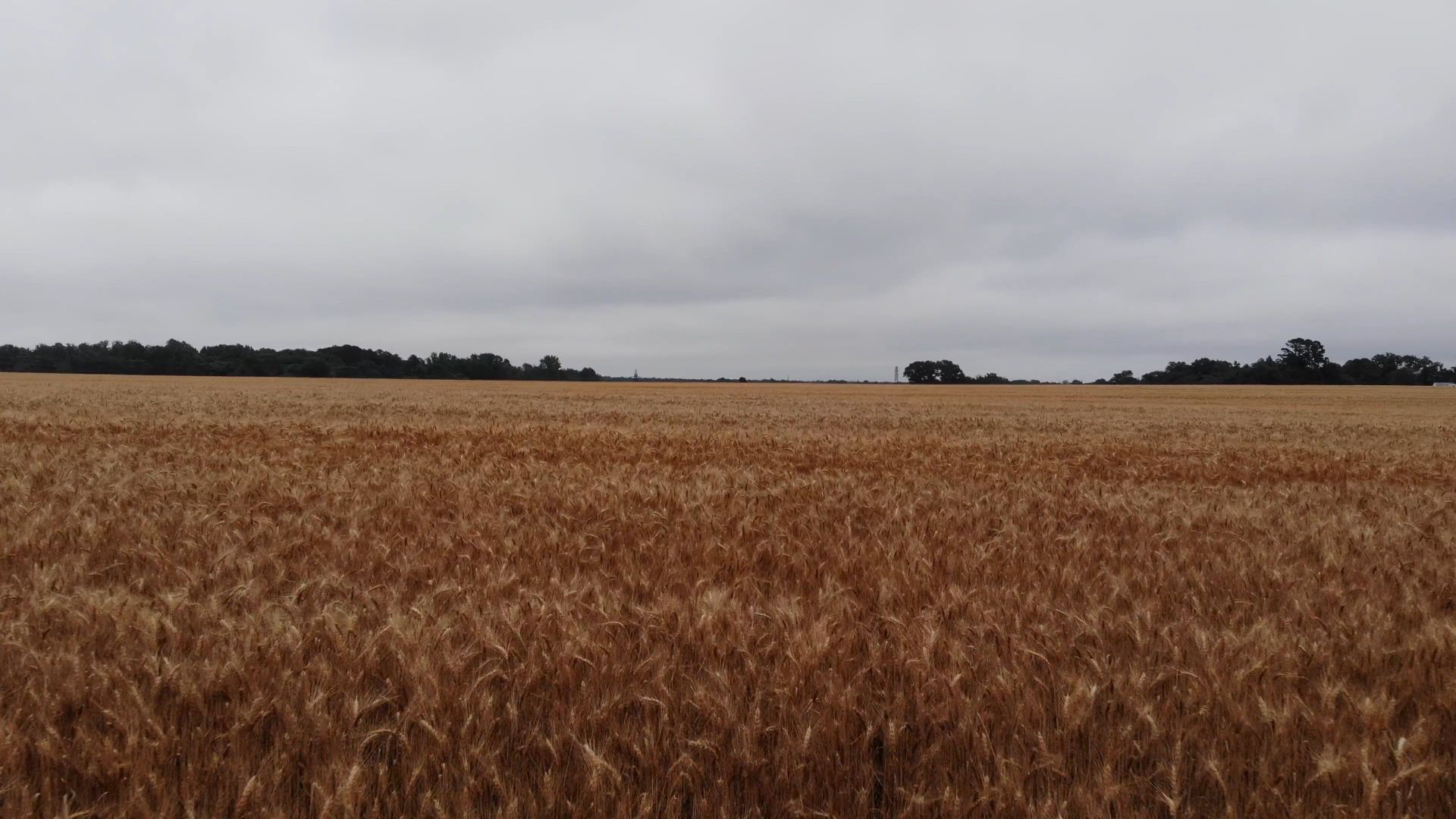 Agriculture & Hybrid Seeds
